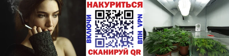 Шишки марихуана сатива  Приволжск 